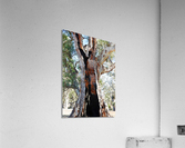 Burnt Out Acrylic Print