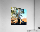 Endurance - Cazneaux Tree Acrylic Print