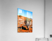 Grass Tree in the Outback Acrylic Print