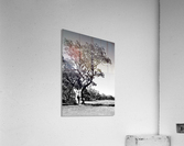 Old Gum Tree BW Acrylic Print