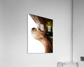 Aussie Alpine Tree Bark 3 Acrylic Print