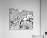 Burnt Ghost Gum - BW Acrylic Print