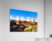 Bare Tree - Kings Canyon  Acrylic Print