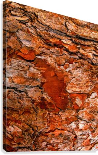 Aussie Gum Tree Bark - 6 Canvas Print