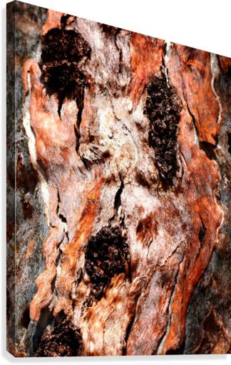 Murray Gum Tree Bark 9 Canvas Print