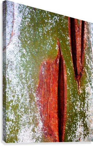 Murray Gum Tree Bark 10 Canvas Print