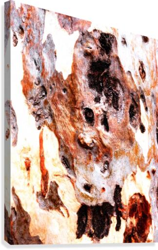 Aussie Gum Tree Bark - 17 Canvas Print