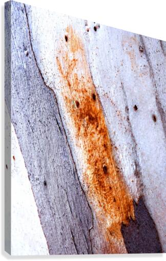 Aussie Gum Tree Bark - 20 Canvas Print