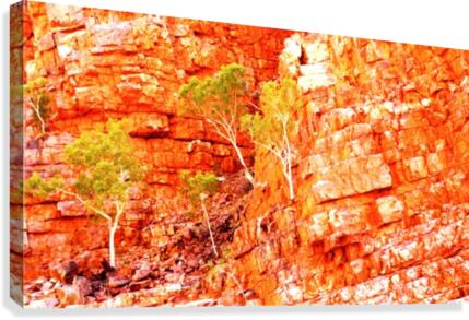 Growing in the Rocks - Ormiston Gorge Canvas Print