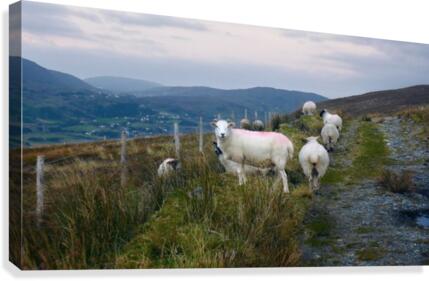 Rural Path to Glencolmcille Canvas Print