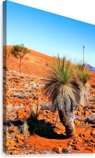 Grass Tree in the Outback Canvas Print