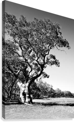 Old Gum Tree BW Canvas Print