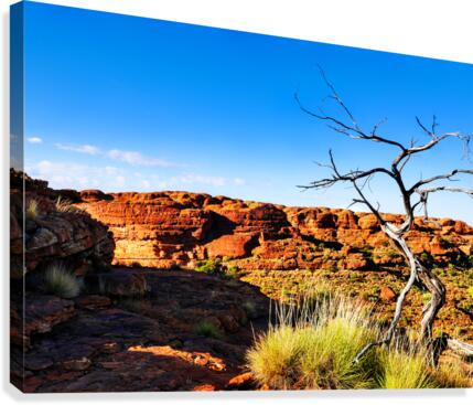 Bare Tree - Kings Canyon  Canvas Print
