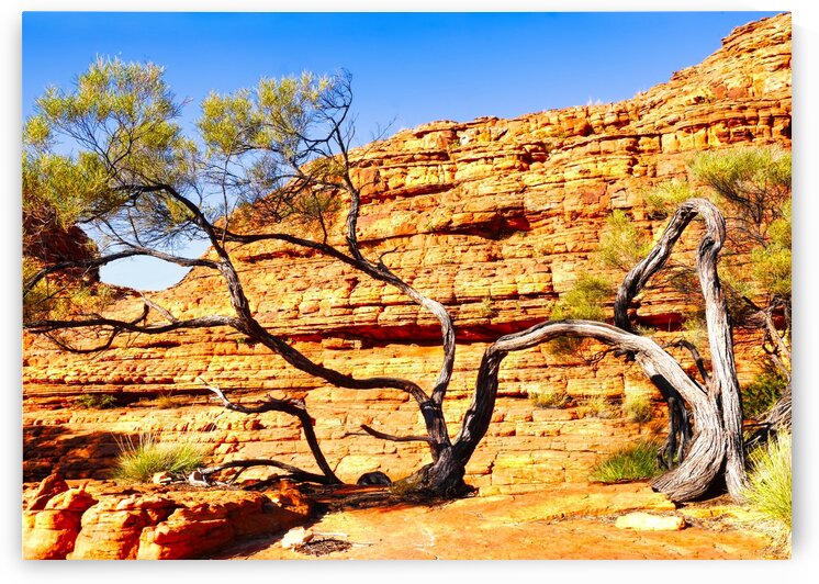 Twisted Tree - Kings Canyon by Lexa Harpell