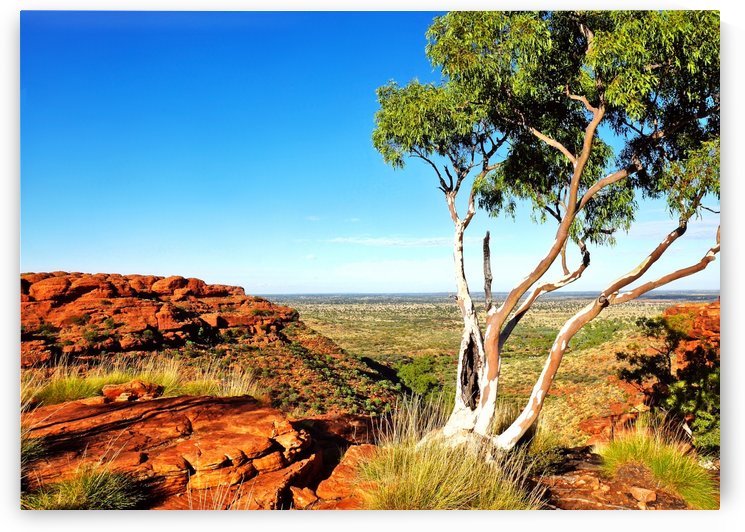 Ghost Gum  - Kings Canyon by Lexa Harpell