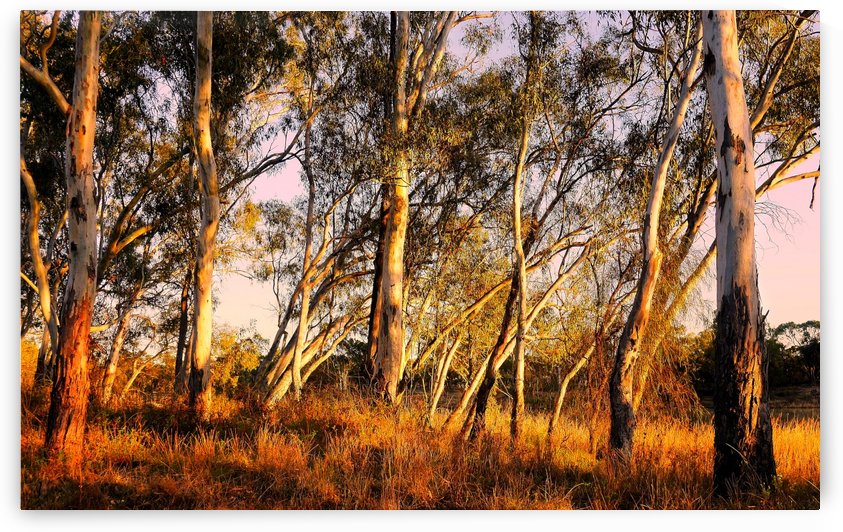 Gums on the Murray River by Lexa Harpell