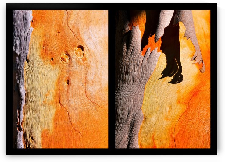 Salmon Gum Tree Duo by Lexa Harpell