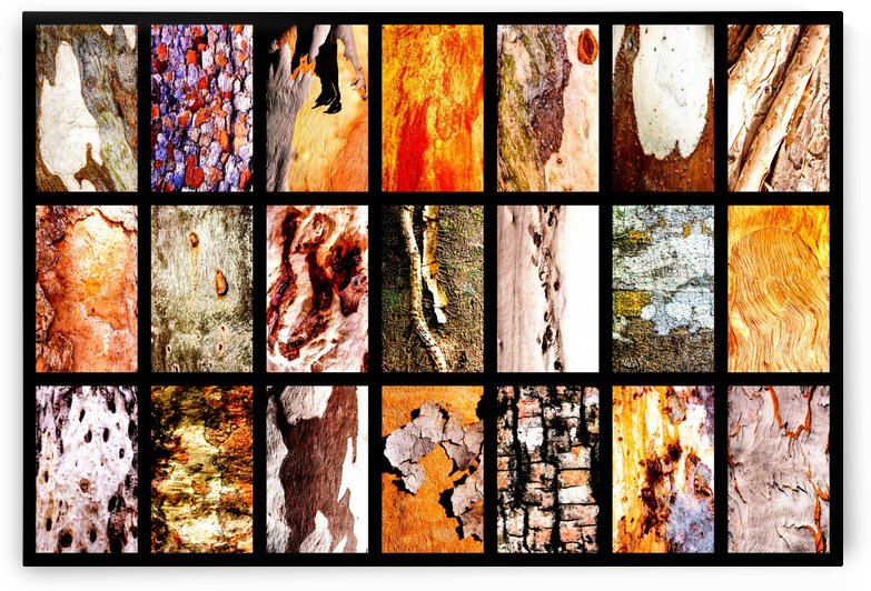 Central Australia Tree Bark Montage by Lexa Harpell