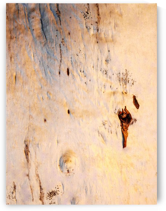 Ghost Gum Bark - 1 by Lexa Harpell