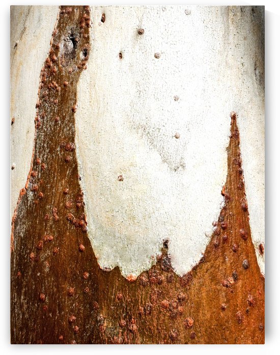 Ghost Gum Bark - 2 by Lexa Harpell