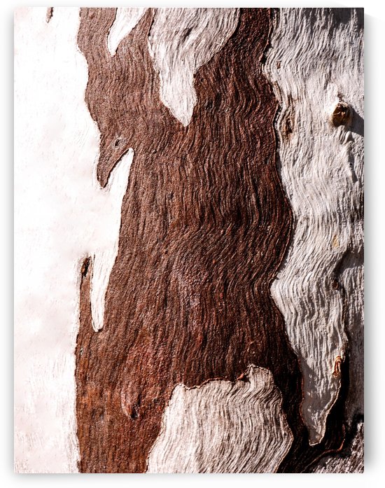 Ghost Gum Bark - 6 by Lexa Harpell
