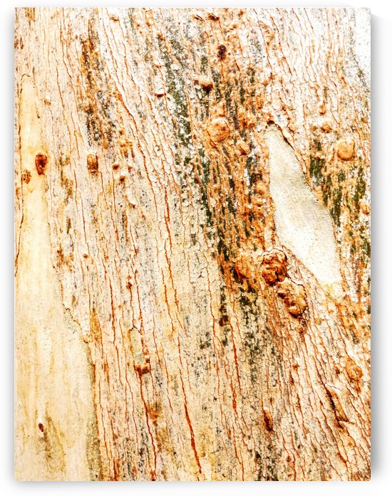Aussie Gum Tree Bark - 1 by Lexa Harpell