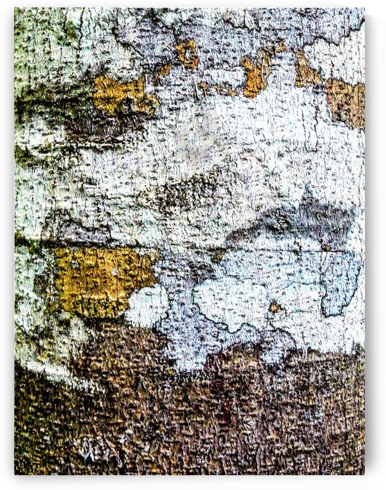 Aussie Gum Tree Bark - 2 by Lexa Harpell
