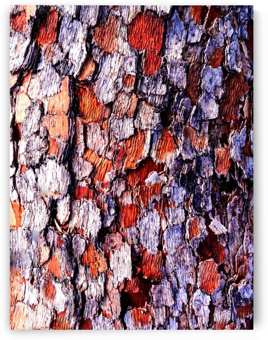 Aussie Gum Tree Bark - 4 by Lexa Harpell