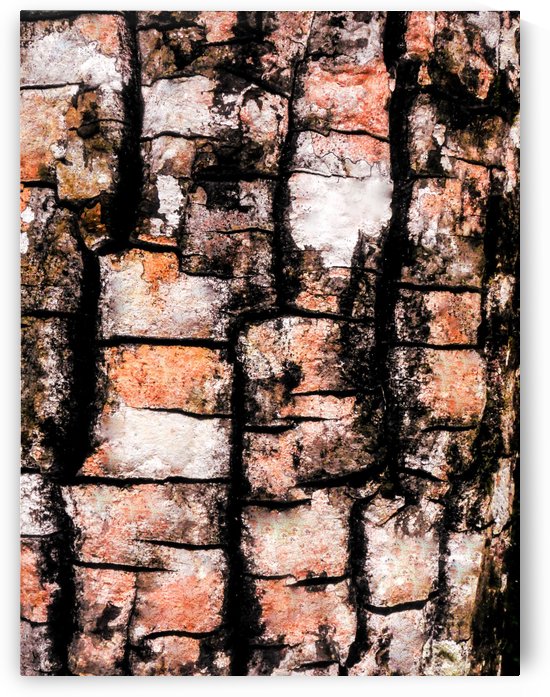 Aussie Gum Tree Bark - 5 by Lexa Harpell