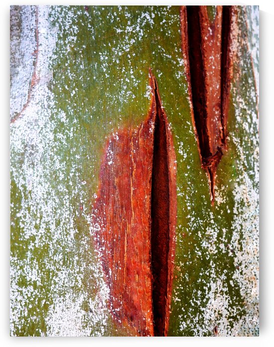Murray Gum Tree Bark 10 by Lexa Harpell