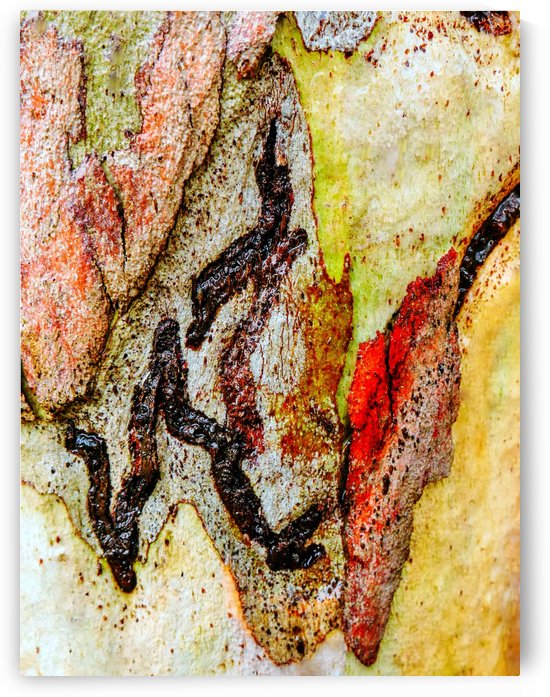 Aussie Gum Tree Bark - 9 by Lexa Harpell