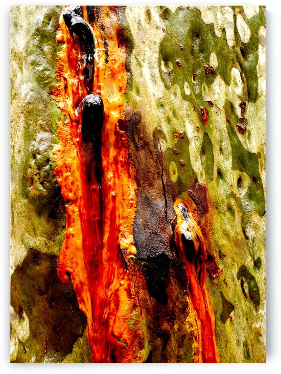 Aussie Gum Tree Bark - 11 by Lexa Harpell
