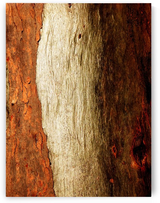 Murray Gum Tree Bark 17 by Lexa Harpell
