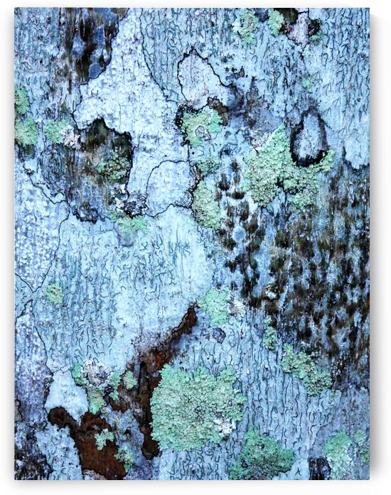 Aussie Gum Tree Bark - 12 by Lexa Harpell