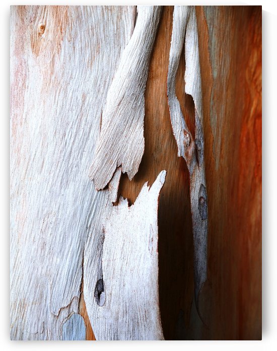 Salmon Gum Tree Bark 5 by Lexa Harpell