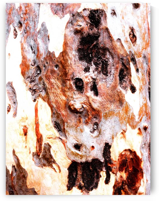 Aussie Gum Tree Bark - 17 by Lexa Harpell