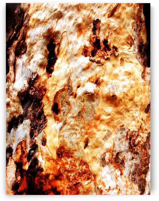 Aussie Gum Tree Bark - 19 by Lexa Harpell