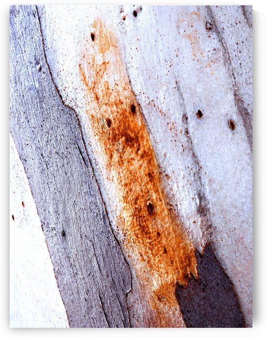 Aussie Gum Tree Bark - 20 by Lexa Harpell