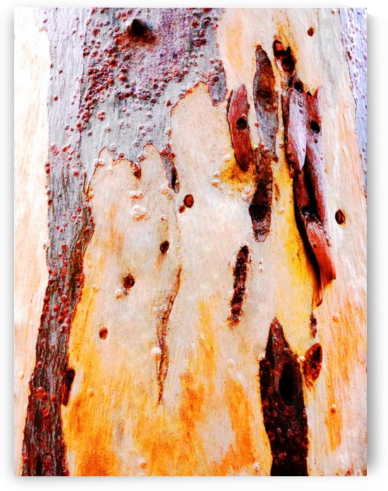 Aussie Gum Tree Bark - 21 by Lexa Harpell
