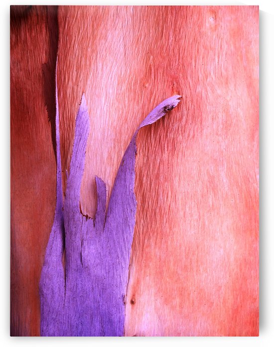 Salmon Gum Tree Bark 8 by Lexa Harpell