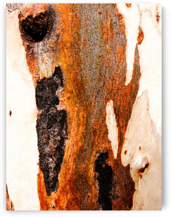 Aussie Gum Tree Bark - 23 by Lexa Harpell