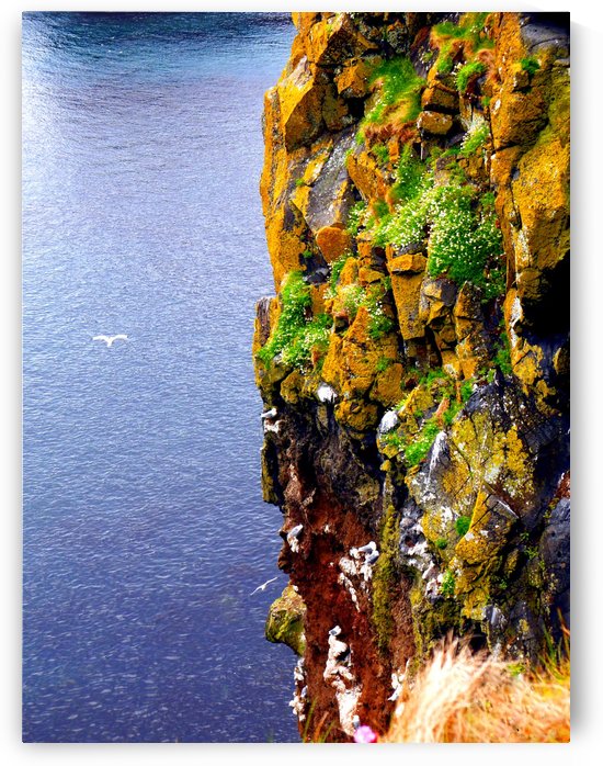 Ballintoy Cliff - Northern Ireland by Lexa Harpell