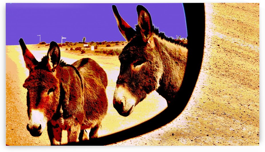 Donkeys of the Outback by Lexa Harpell