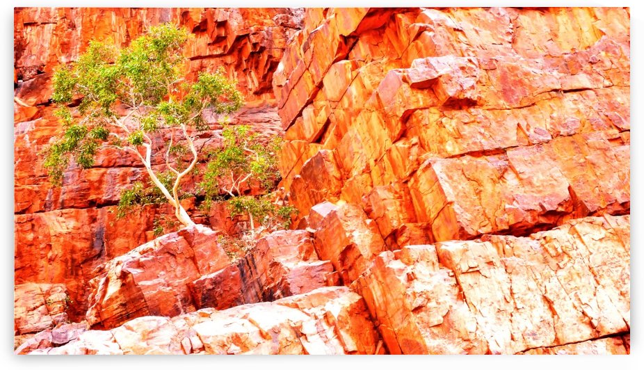 Pink Delight - Ormiston Gorge by Lexa Harpell