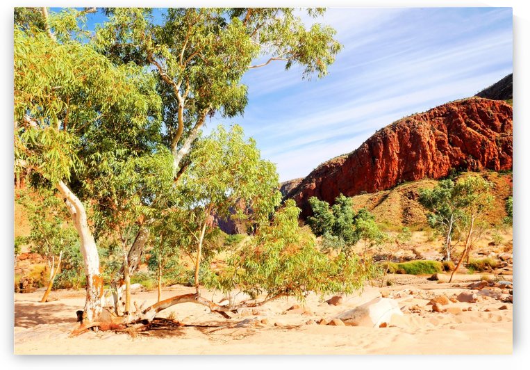 Ghost Gum in the Gorge by Lexa Harpell