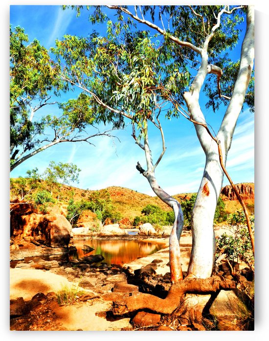 Ghost Gum - Central Australia by Lexa Harpell