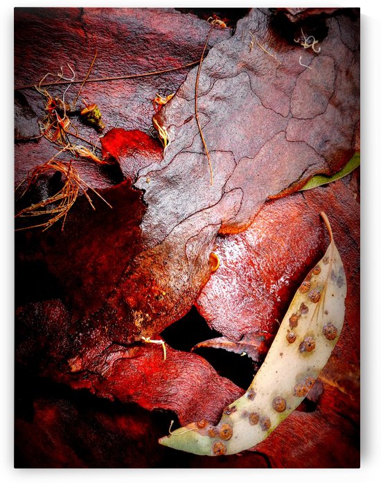 Aussie Tree Bark in the Wet -2 by Lexa Harpell