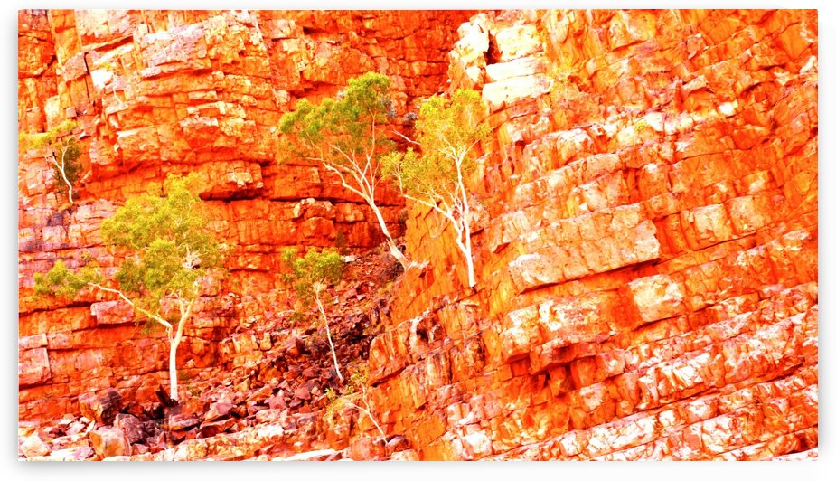 Growing in the Rocks - Ormiston Gorge by Lexa Harpell