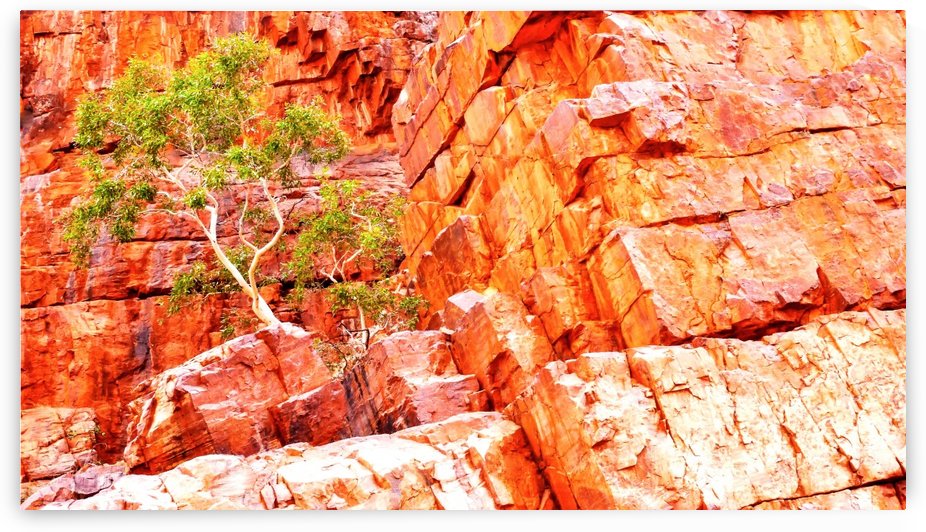 Growing in the Rocks - Ormiston Gorge 2 by Lexa Harpell