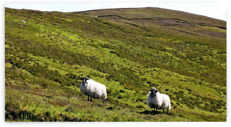 Remote Hills of Donegal by Lexa Harpell